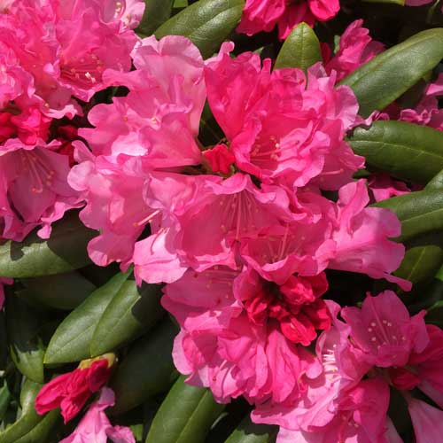 Rhododendron Yakushimanum Carol Allbrook | ScotPlants Direct